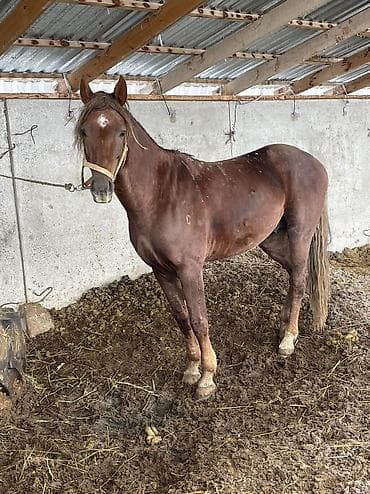 зоосалон грумира бишкек: Продаю — 1
