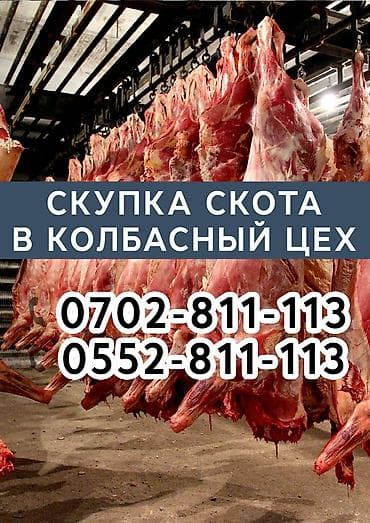 Колбасный цех : Коровы, быки, Лошади, кони, Другие с/х животные, | Любое состояние, На забой, на мясо