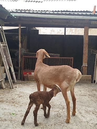 попугай каракол: Продаю | Овца (самка) | Полукровка | Для разведения | Племенные — 3