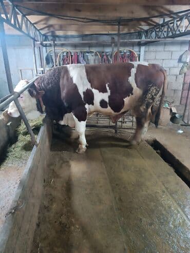 купить бельгийскую овчарку малинуа: Продаю | Бык (самец) | Для разведения | Племенные — 2