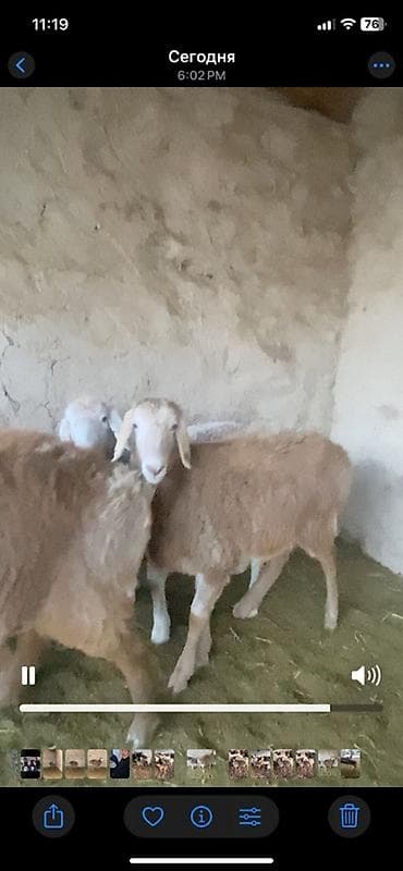 Услуги ветеринара: Продаю | Ягненок | Для разведения | Племенные — 6