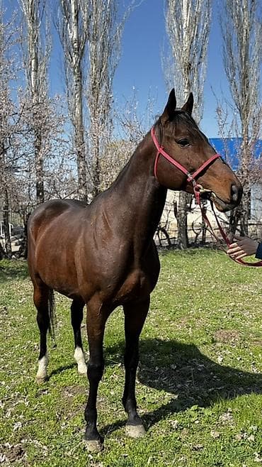 Индюки: Продаю | Жеребец | Английская — 2