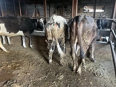 уй сотилади ош: Продаю | Тёлка | На забой | Привязанные — 6