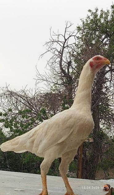 сколько стоит британские кошки: Продаю | Петух | Бойцовая | Для разведения — 9