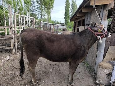 ер токум: Продаю | Бык (самец) | На откорм — 4