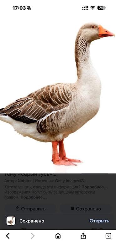 Молочные продукты и яйца: Гуси домашние, крупные мясо-яичные породы. - Описание: мощные птицы с — 1