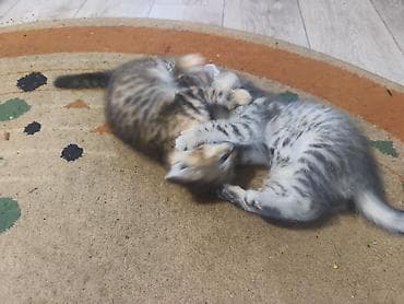 домашние котята: Беспородная, 1 месяц, Девочка, Приучена к лотку — 5