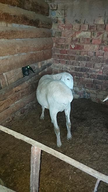 Башка жаныбарлар: Сатам | Кочкор (эркек) | Союуга | Бычылган — 1