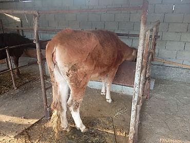 бычки бычок: Продаю | Бык (самец) | На откорм — 4