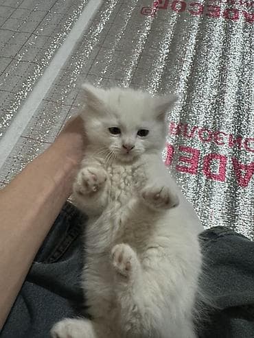 мака ош: Скотиш Фолд (Шотландская вислоухая), 2 месяца, Девочка, Белый, Приучена к лотку — 3