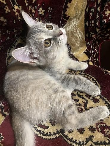 я ищу кошку: Кошка даром: Беспородная, 3 месяца, Девочка, Приучена к лотку — 1
