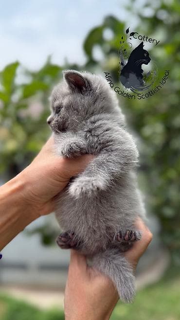 абесинская кошка: Британская короткошёрстная, 1 месяц, Мальчик, Голубой, Приучена к лотку, Проглистована, С документами — 10
