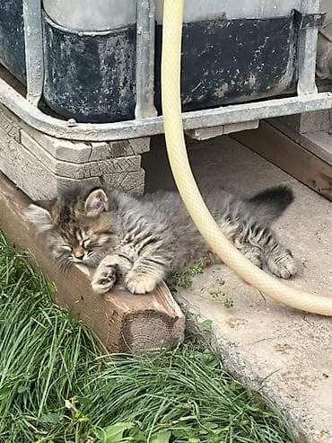Үй жаныбарлары: Отдам даром, трех котят, 2-месячные. Одна девочка, два мальчика — 5