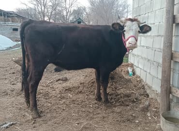 продаю связи с переездом: Продаю | Тёлка | Швицкая, Симментальская | Для разведения, Для молока | Племенные, Стельные, Искусственник — 1
