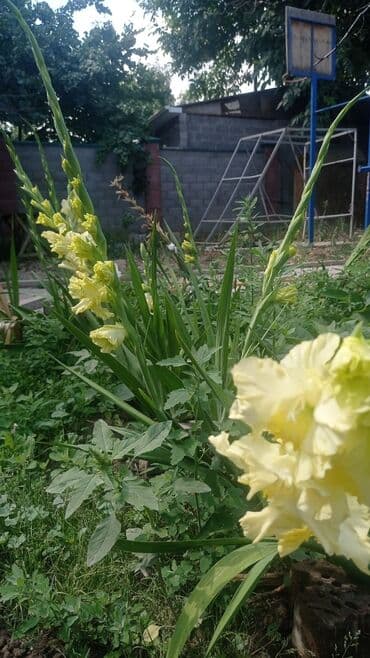 продаю дом кара балта: Дом, 5 м², 5 комнат, Собственник, Косметический ремонт — 34