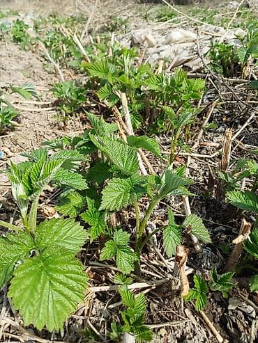 малиновое дерево: Рассада малины (молодые корневые отпрыски) - Сортовая малина, крепкие — 1