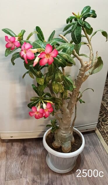 семена свекла: Бегония в горшке. - Пышное цветение крупными махровыми цветами. - — 3