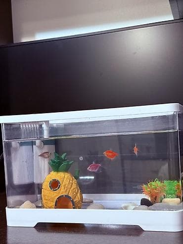 Компактный аквариумный комплект с рыбками для дома/офиса. Состав и