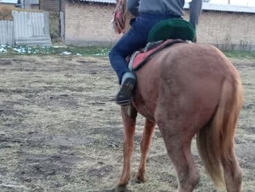 Кошки: Продаю | Конь (самец) | Рабочий — 3