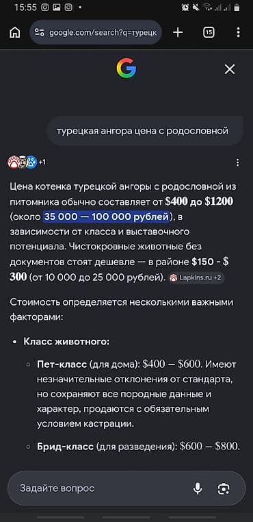 белая ангорская кошка: Ангорская, 2 года, Девочка, Белый, Приучена к лотку — 4