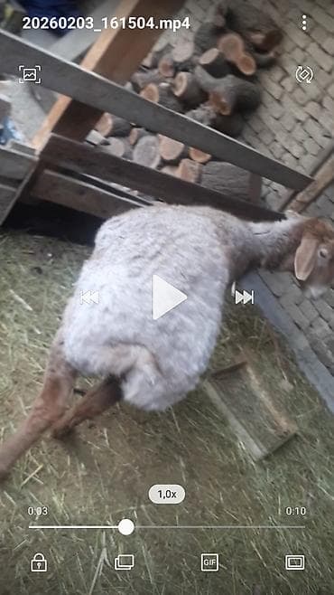 голубь цена: Продаю | Овца (самка) | Арашан | Для разведения — 5