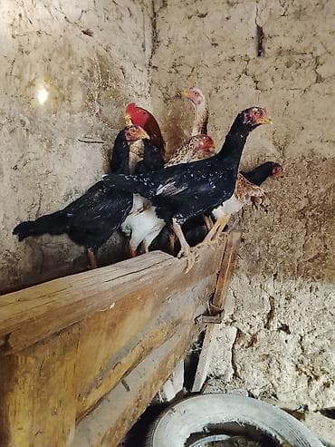 сатам алмашам: Дакан тооктор сатылат — 1