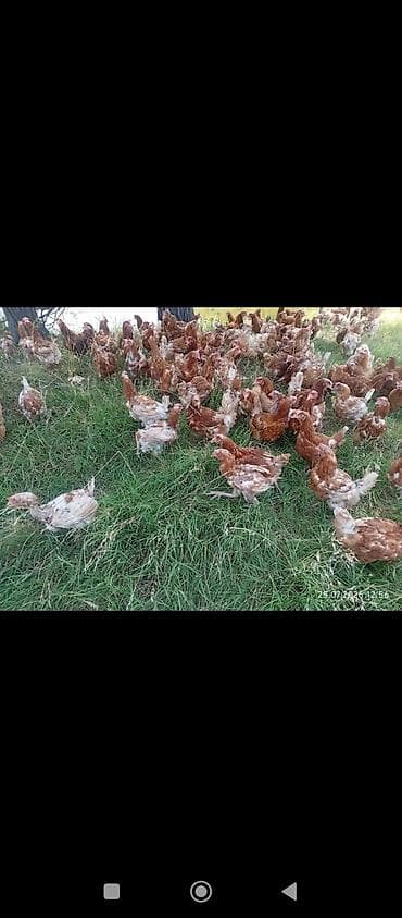 коротколапая кошка: Продаю | Куры | Несушки — 2
