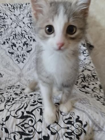черепаховая кошка цена: Кошка даром: Беспородная, 3 месяца, Девочка — 1