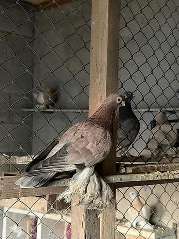 Порода: голубь с оперёнными лапами (чубатый/космоногий тип)