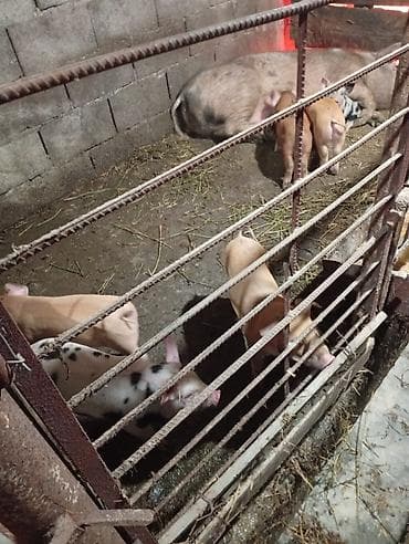 гисар ягнята: Продаю | Поросенок | Дюрок — 1