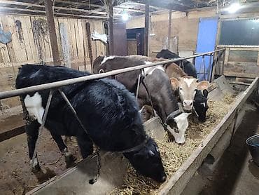 кой бишкек: Сатам | Кунаажын | Голштин, Алатоолук, Швиц | Союуга, Көбөйтүү үчүн, Бордоп семиртүү үчүн | Асыл тукумдуу, Кунажын, Байланган — 6