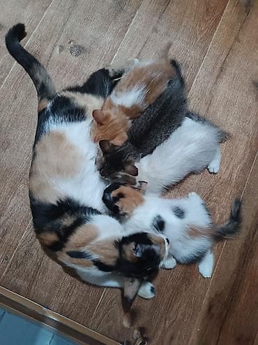 бенгалы котята: Отдам котят в хорошие руки,девочки,два месяца,сами едят,к латку — 1
