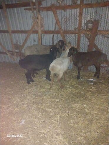 Иттер: Сатам | Ургаачы кой (ургаачы) | Көбөйтүү үчүн — 1