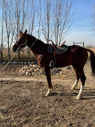 сколько стоит немецкая овчарка в бишкеке: Продаю | Жеребец | Конный спорт — 9