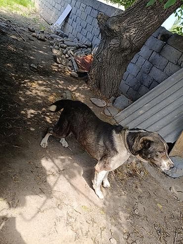 сеамская кошка: Собака даром: Алабай, 3 года, Самец, С прививкой — 2