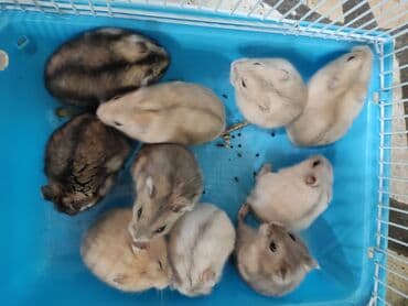 летучая мышь в кыргызстане: Хамички джунгарские! — 1