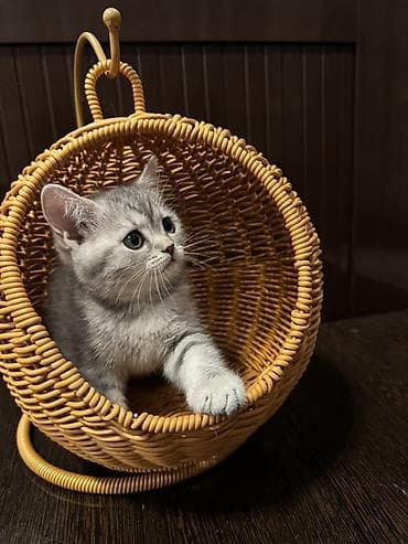 кошка шотланка: Скотиш Страйт (Шотландская прямоухая), 2 месяца, Девочка — 5