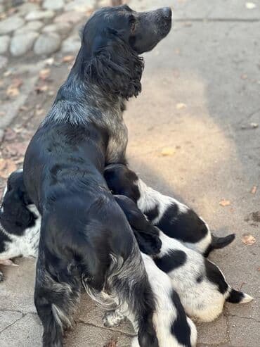 шприц жане купить в бишкеке: Спаниель, 2 месяца, Самец — 7
