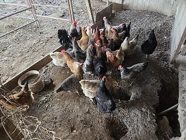 шотландская кошка цена бишкек: Продаю домашние куры — 5