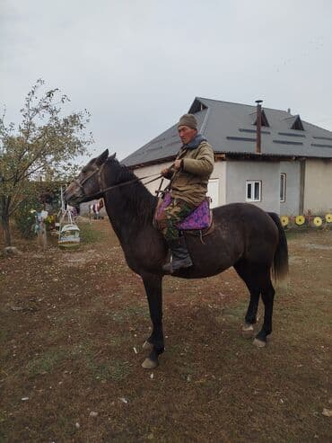 булдок ит: Продаю | Конь (самец) | Рабочий — 1