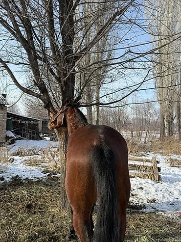 кой айдаган ит: Сатам | Байтал | Аргын | Жумушка — 5