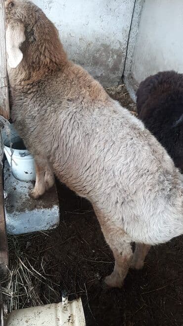 токмок животные: Продаю | Ягненок | Эдильбаевская, Гиссарская | На забой | Кастрированные — 7