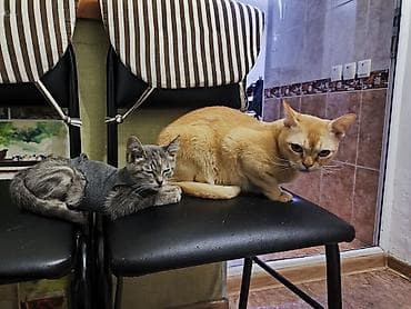 ph down: Кошка даром: Беспородная, 1 месяц, Девочка, Приучена к лотку — 2