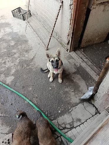 тайган ит ош: Щенок немецкий овчарка - Возраст: примерно 2–4 месяца (по фото — — 1