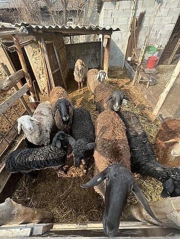 шпиц собака цена бишкек: Продаю | Овца (самка) | Для разведения | Племенные — 1