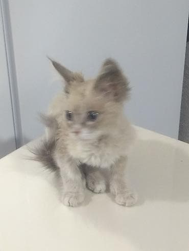 турецкая ангора кошка: Кошка даром: Сиамская, Мальчик — 3