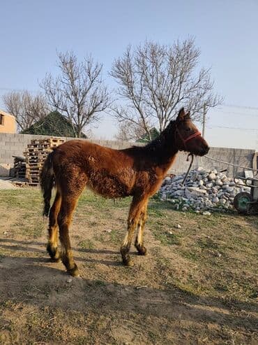 гончий собака: Продаю | Жеребенок | Рабочий — 1