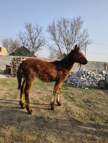 шотландская вислоухая кошка цена бишкек: Продаю | Жеребенок | Для разведения — 2