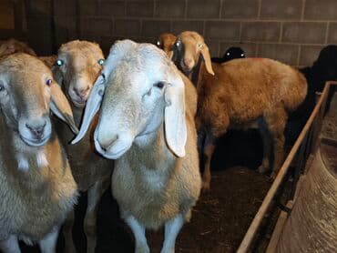 товары для кошек: Продаю | Баран (самец) | Гиссарская, Арашан | На забой — 3