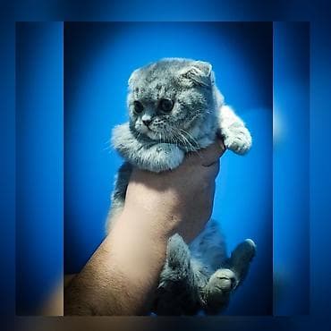 Шотландский вислоухий котёнок-мальчик 3 месяца (Scottish Fold), окрас